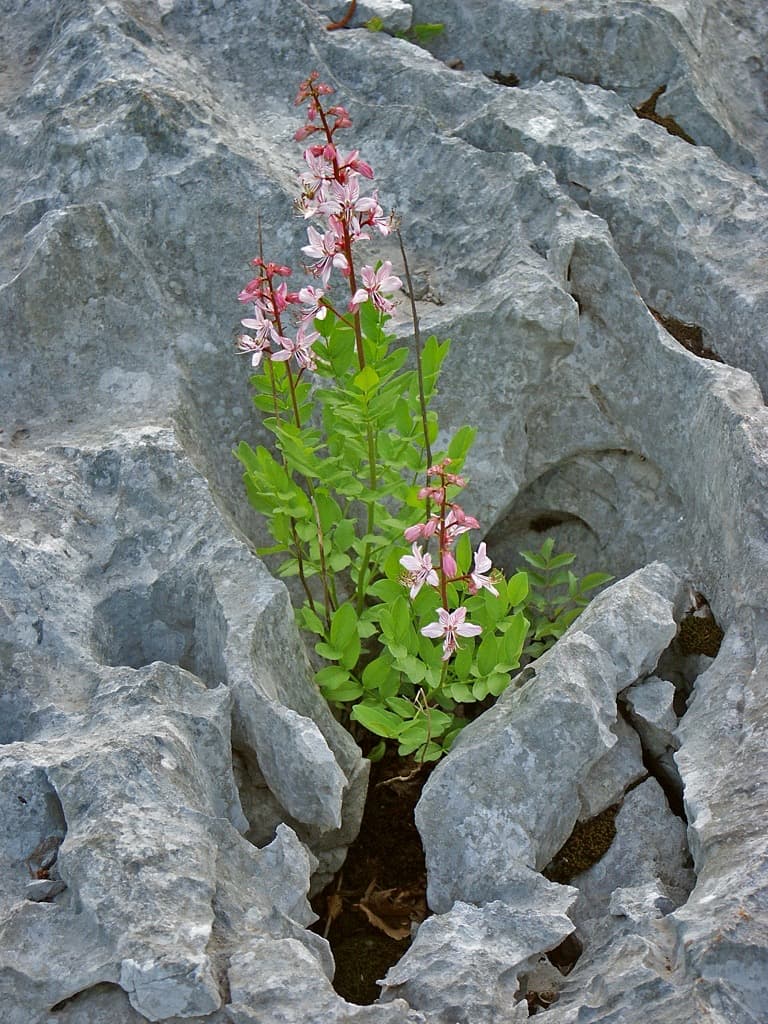Apicoltura Lombardo, foto 1