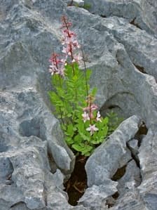 Apicoltura Lombardo, foto 1